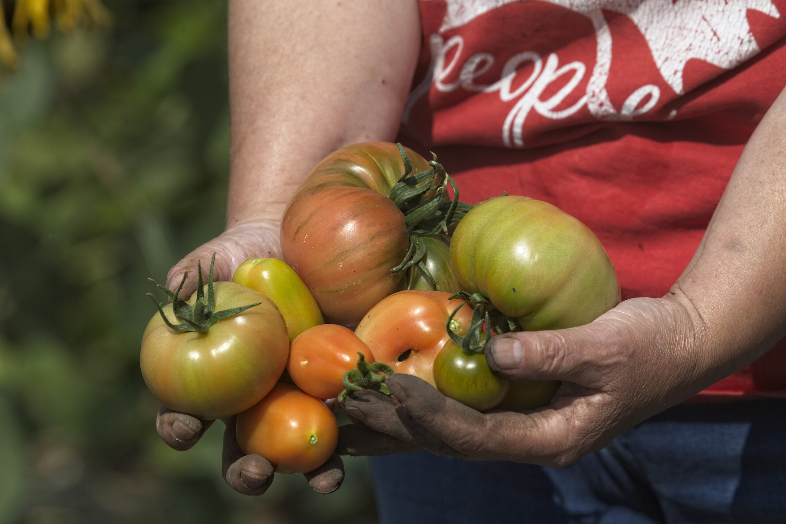 tomatoes of various sizes in someones hands