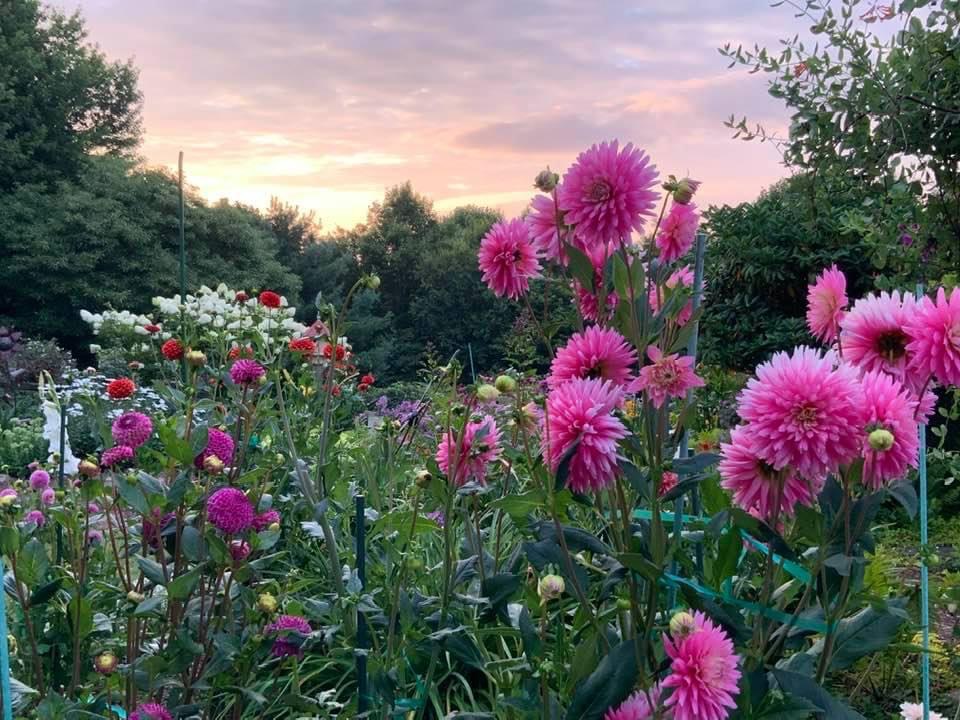 pink dahlias at sunset