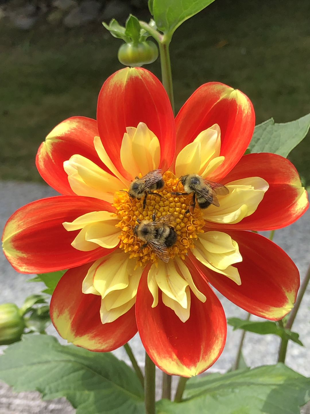 three bumblebees on a red and yellow dahlia