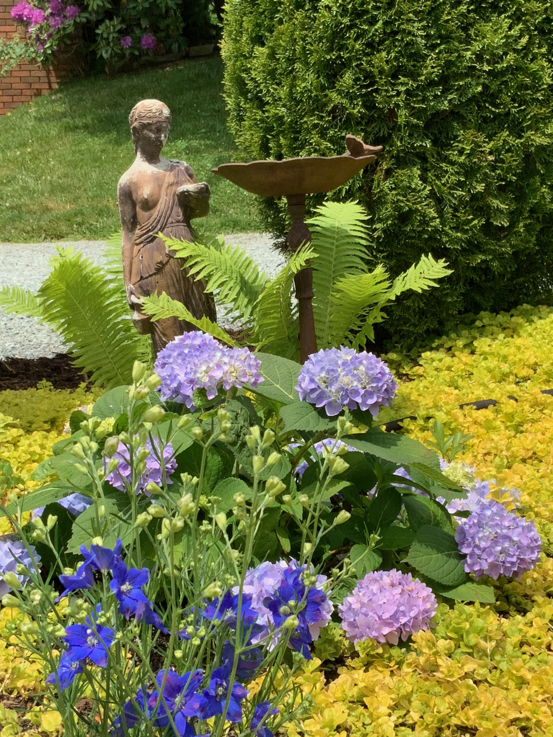 blue flowers surrounded by yellow foliage