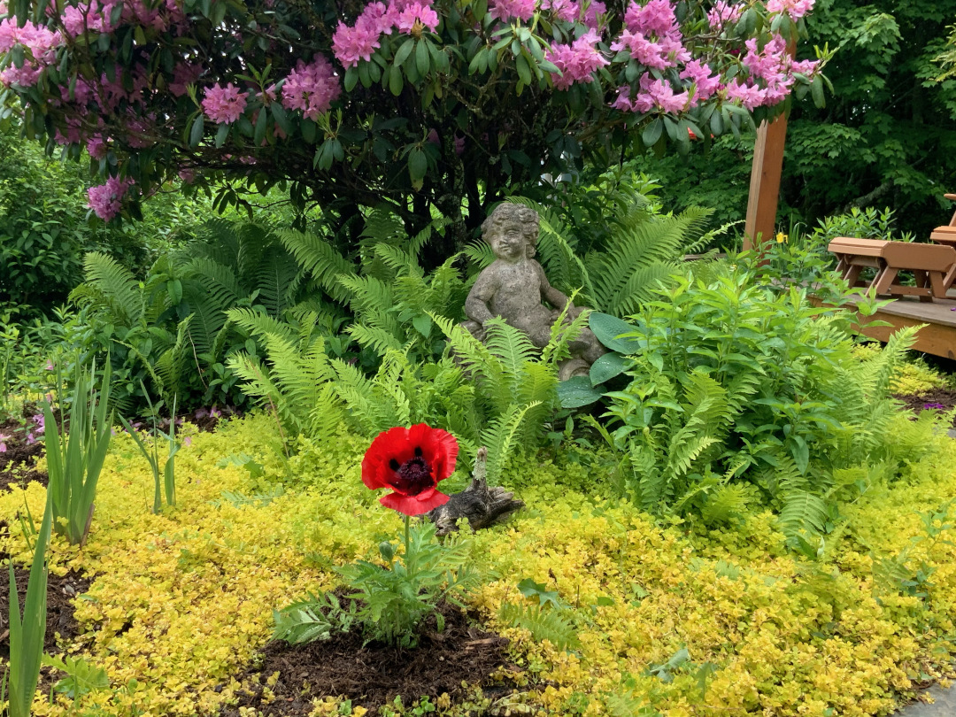 single red flower in front of ferns