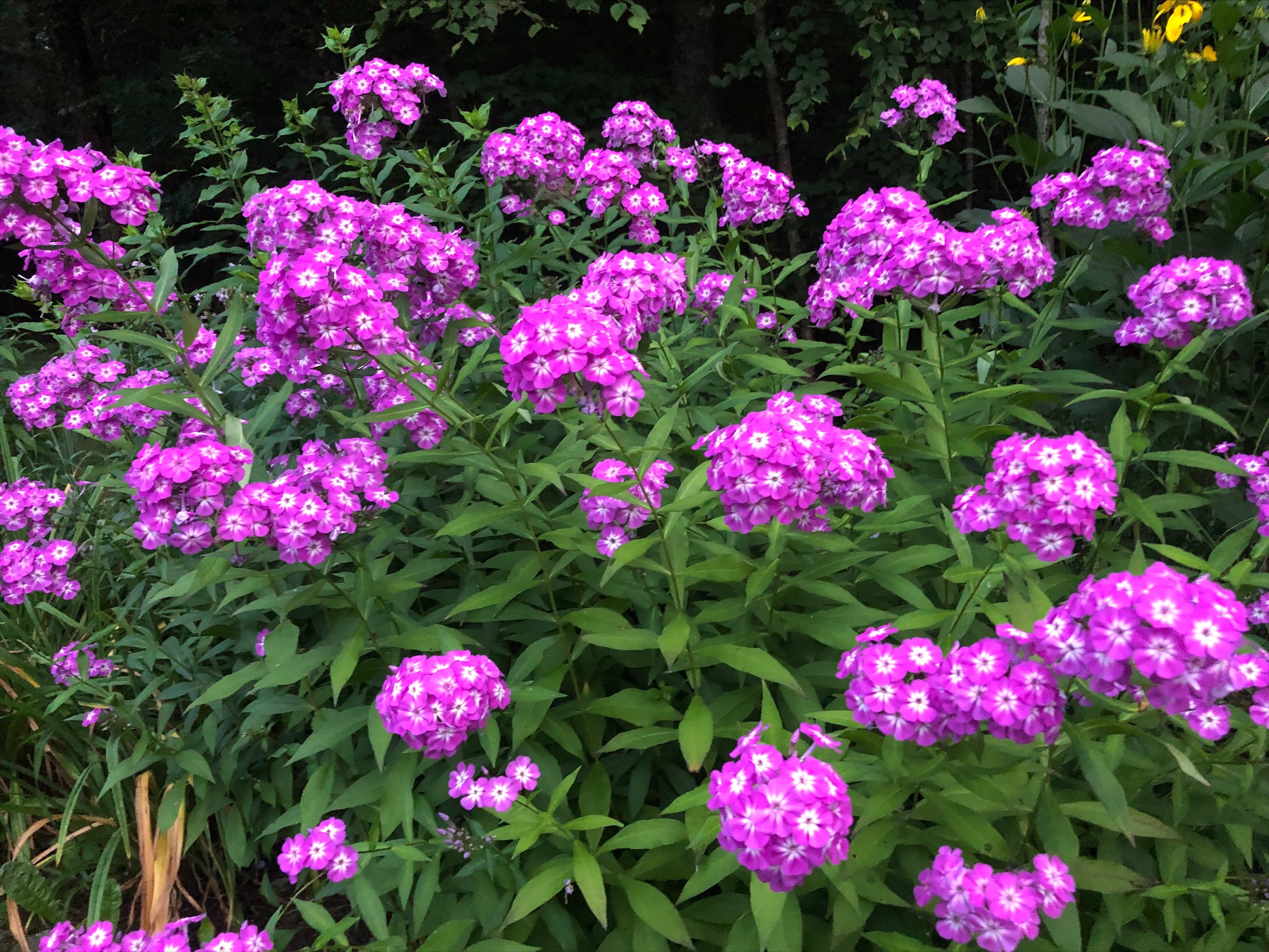 pink phlox flowers