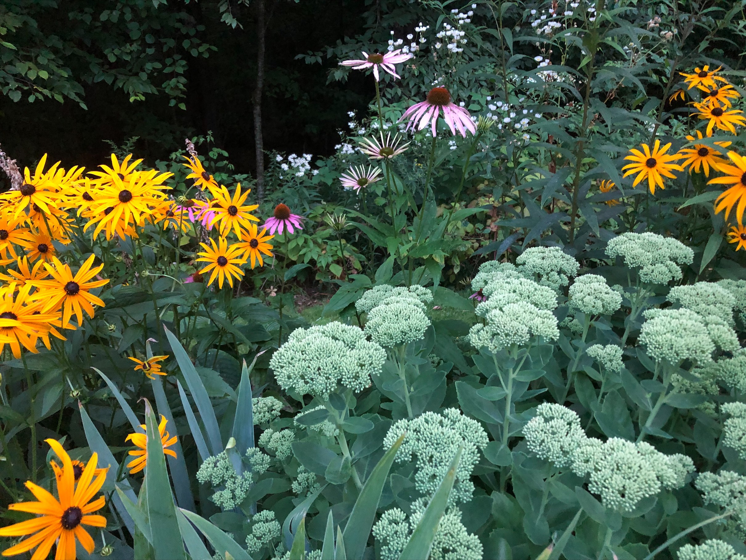 yellow flowers next to light green flowers