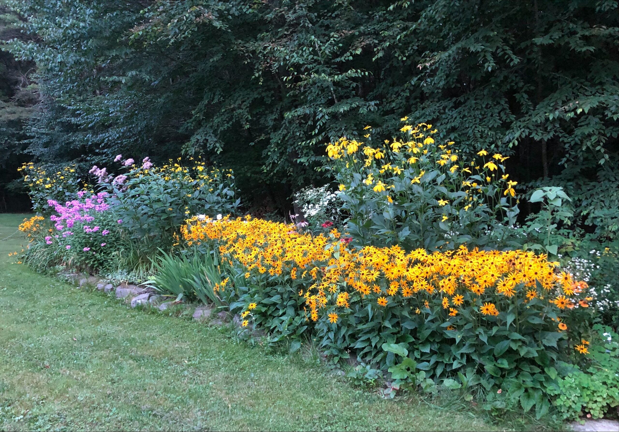 garden full of yellow flowers