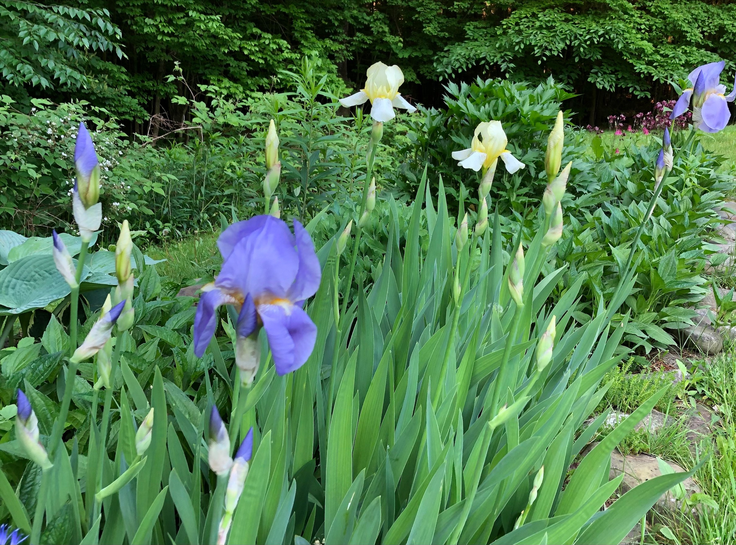 purple and white irises