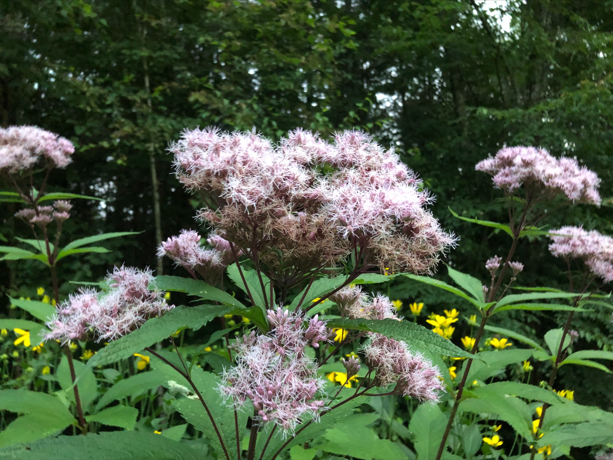 Joe Pye weed