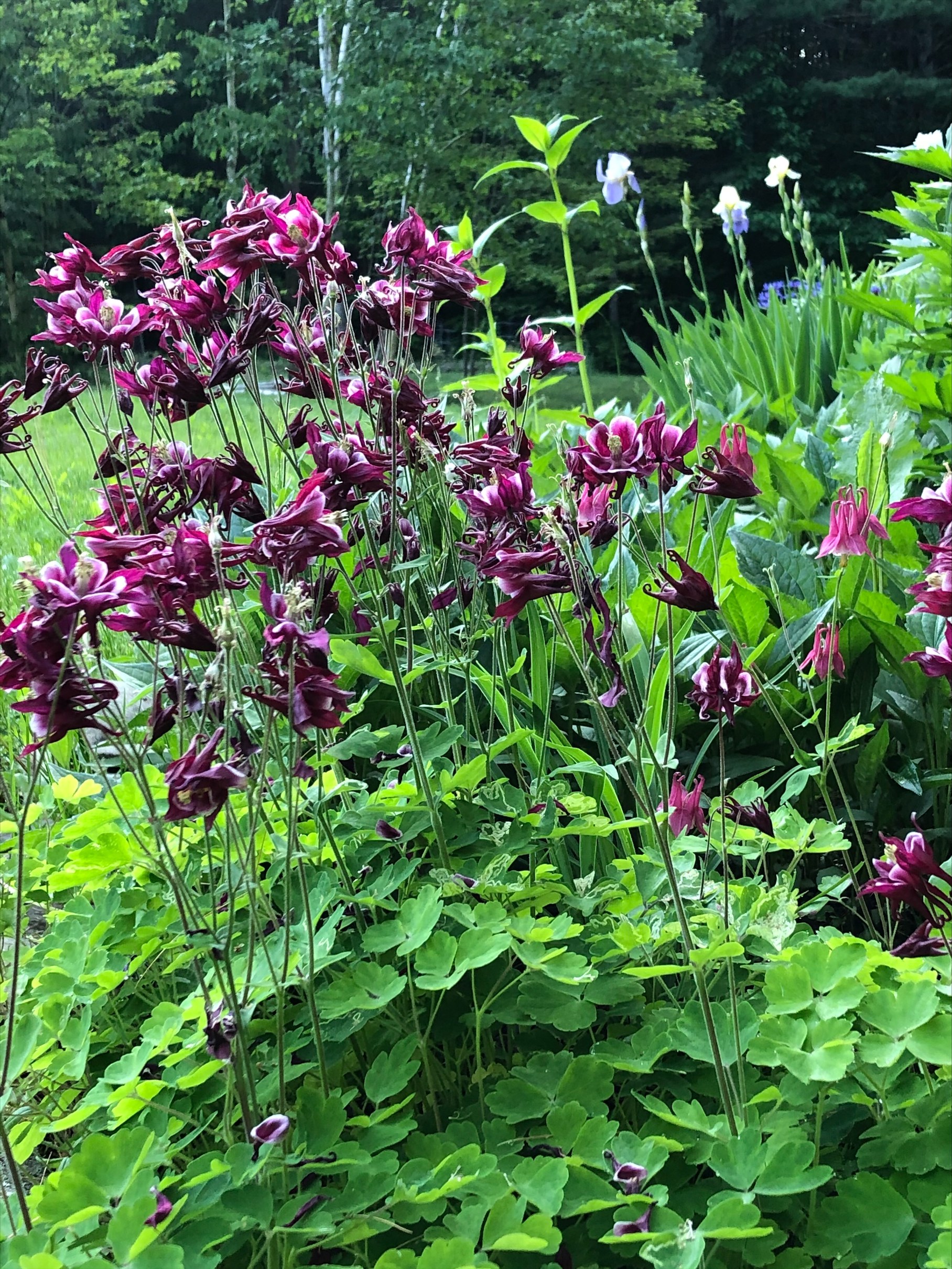 dark purple columbine flowers