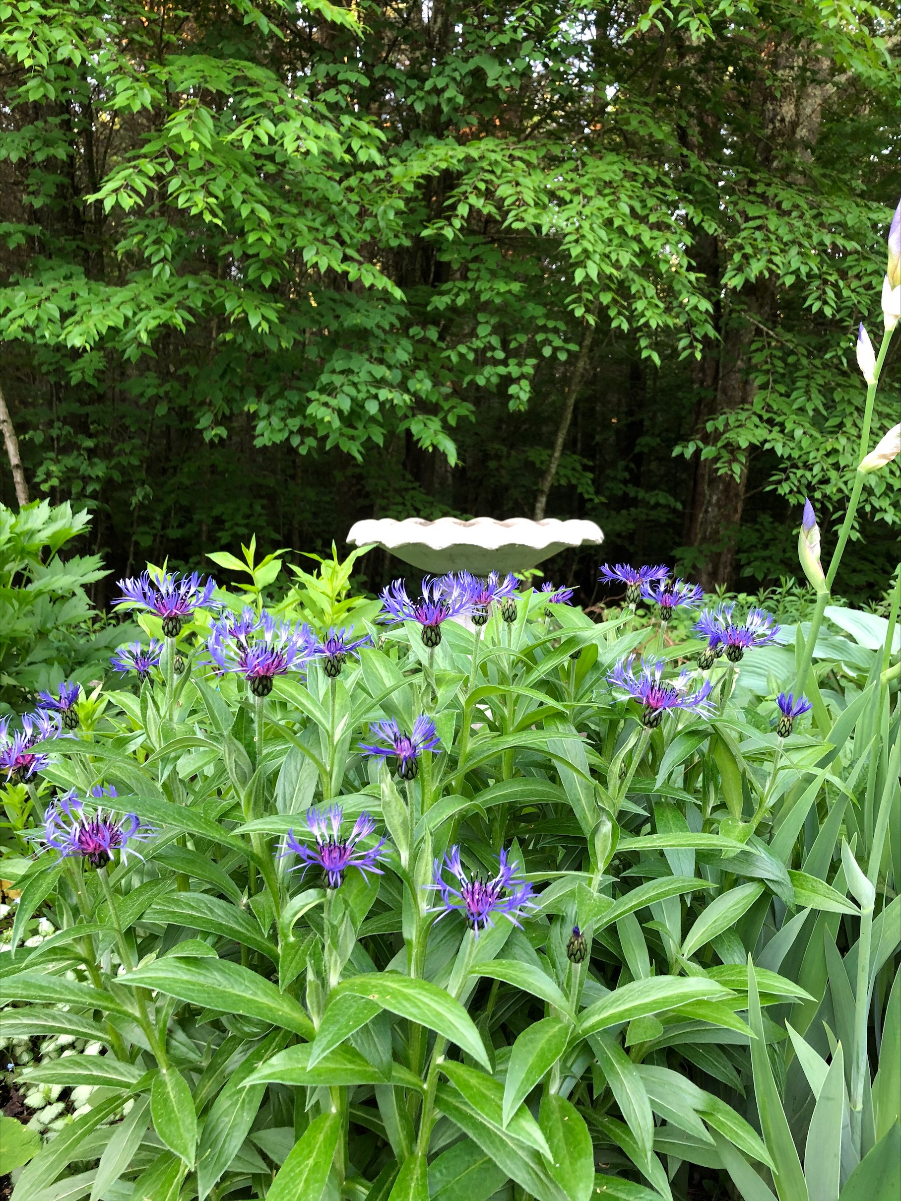 Mountain cornflower