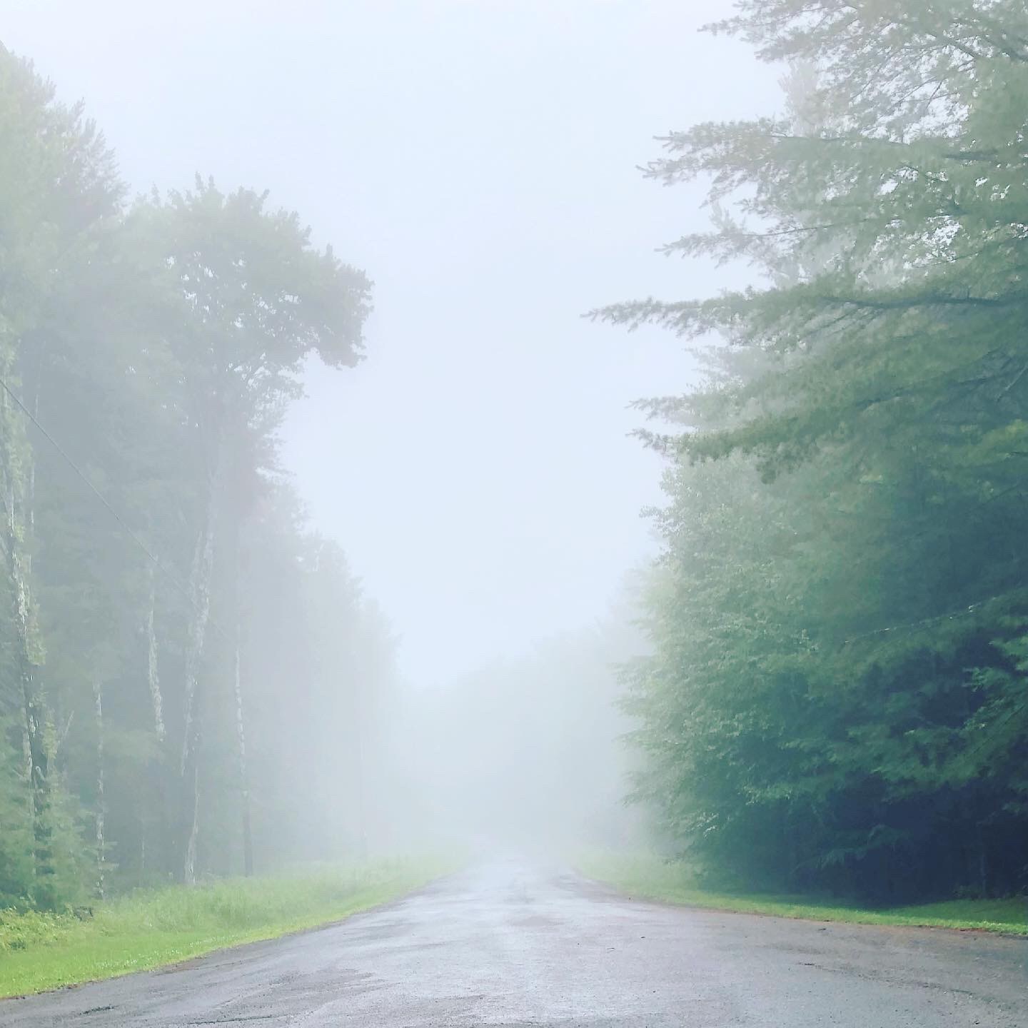 tree-lined street on a foggy day