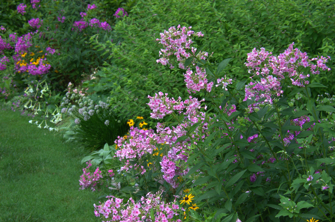 sunny garden border with pink plants