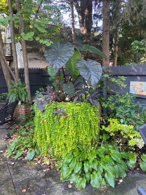 container planting with lime green foliage spilling over