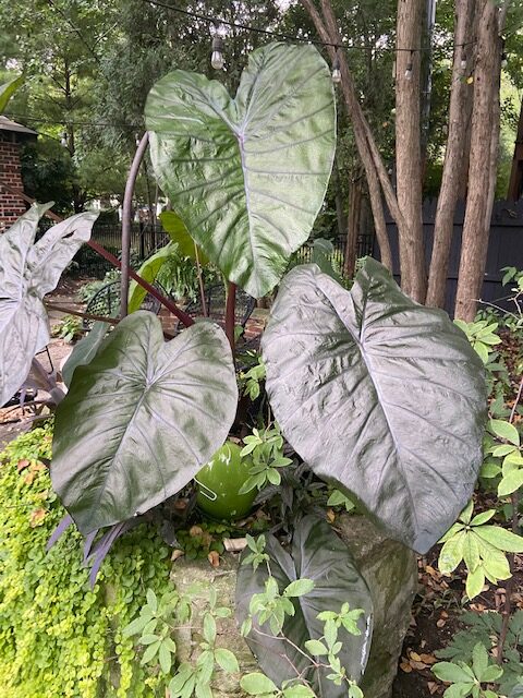 plant with huge dark leaves