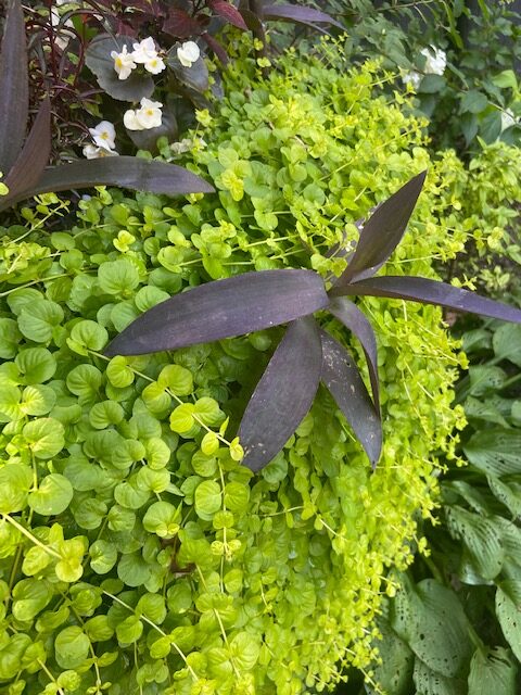 dark foliage paired with light foliage