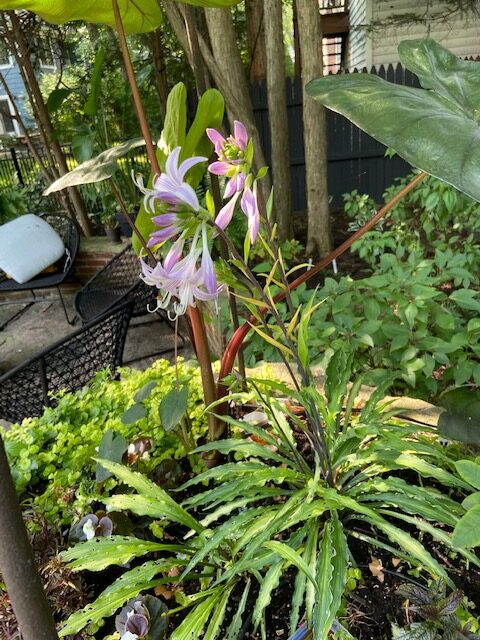 plant with light pink flowers and curly foliage