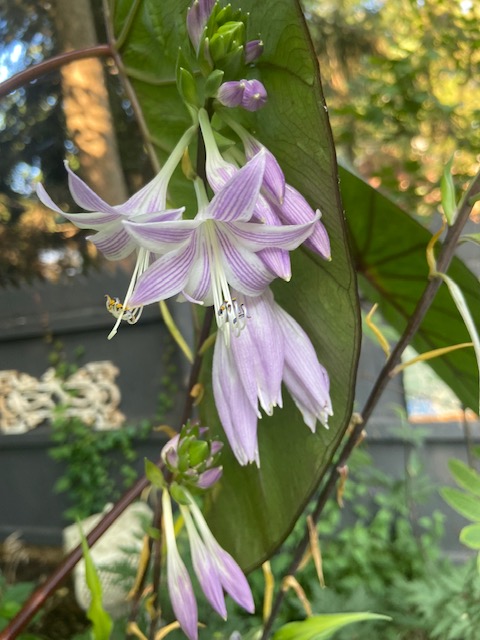 hosta flowers