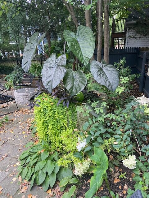 garden planter full of foliage plants