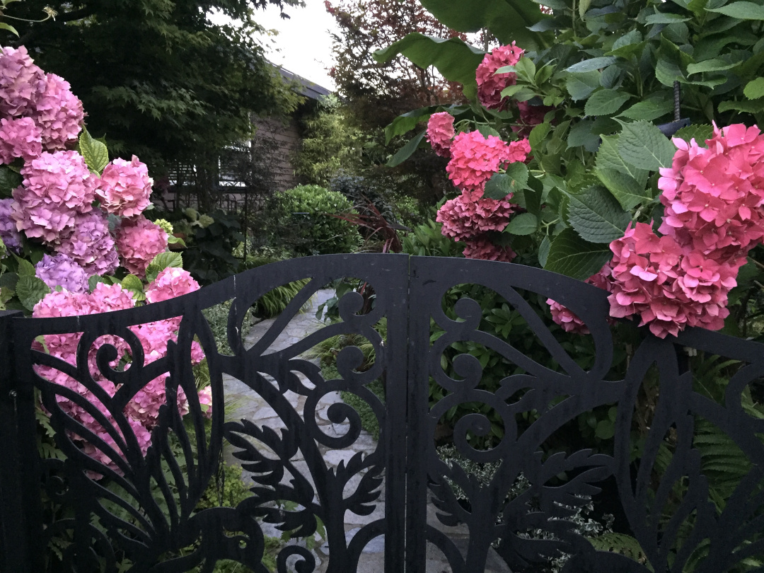 pink hydrangeas behind a black fence