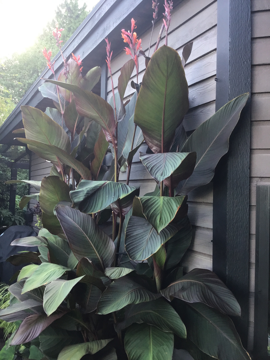 canna with pink flowers and dark foliage