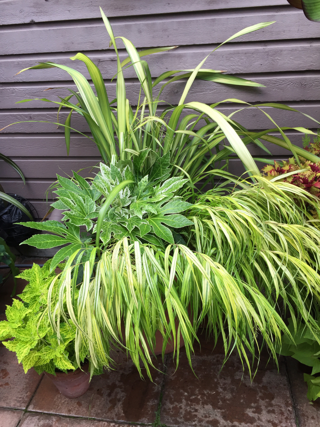 potted plants full of light green foliage