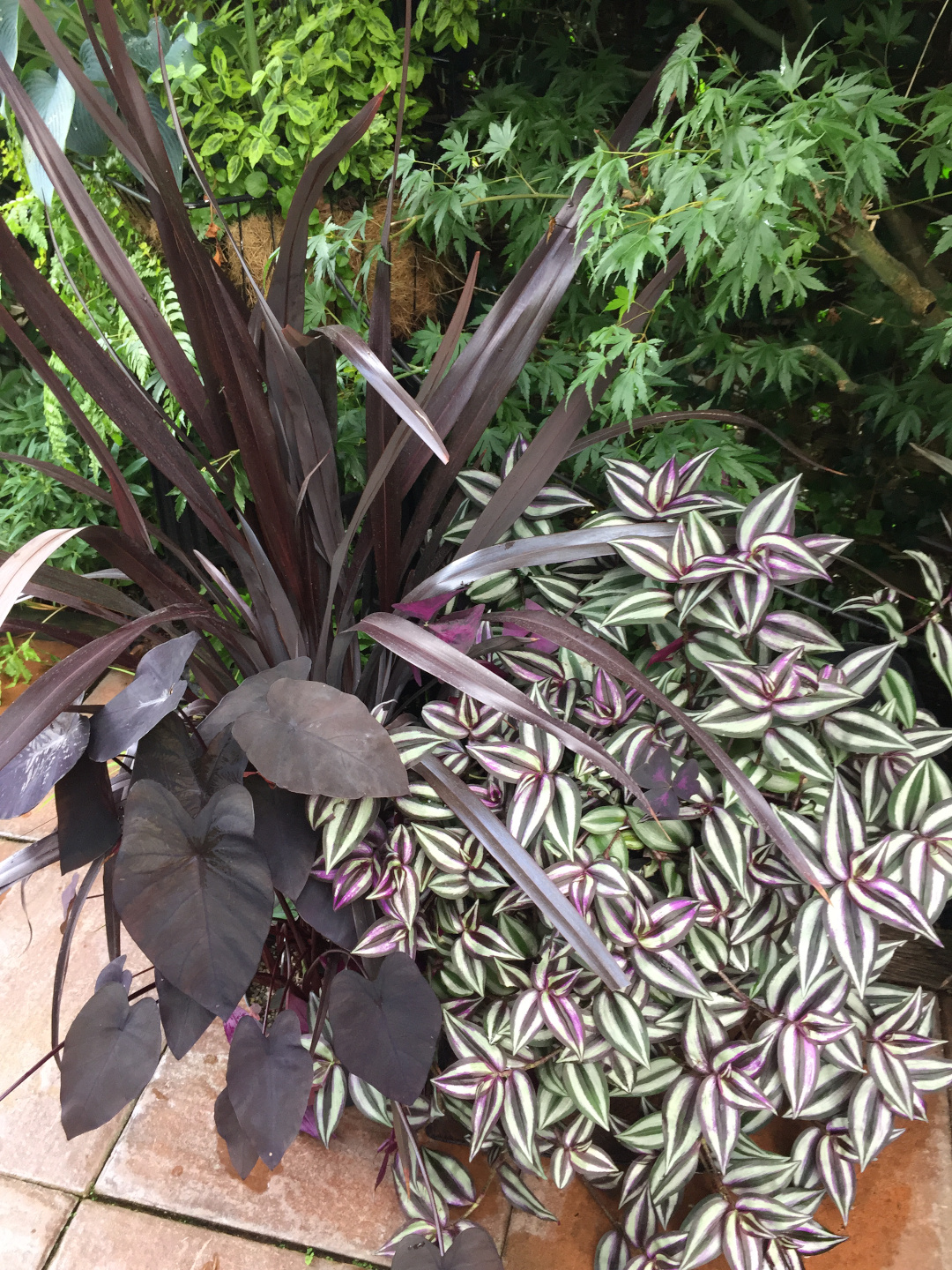 three plants with dark purple foliage