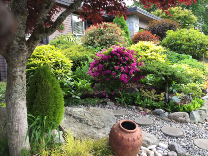 shrub covered in pink flowers in a sea of green foliage