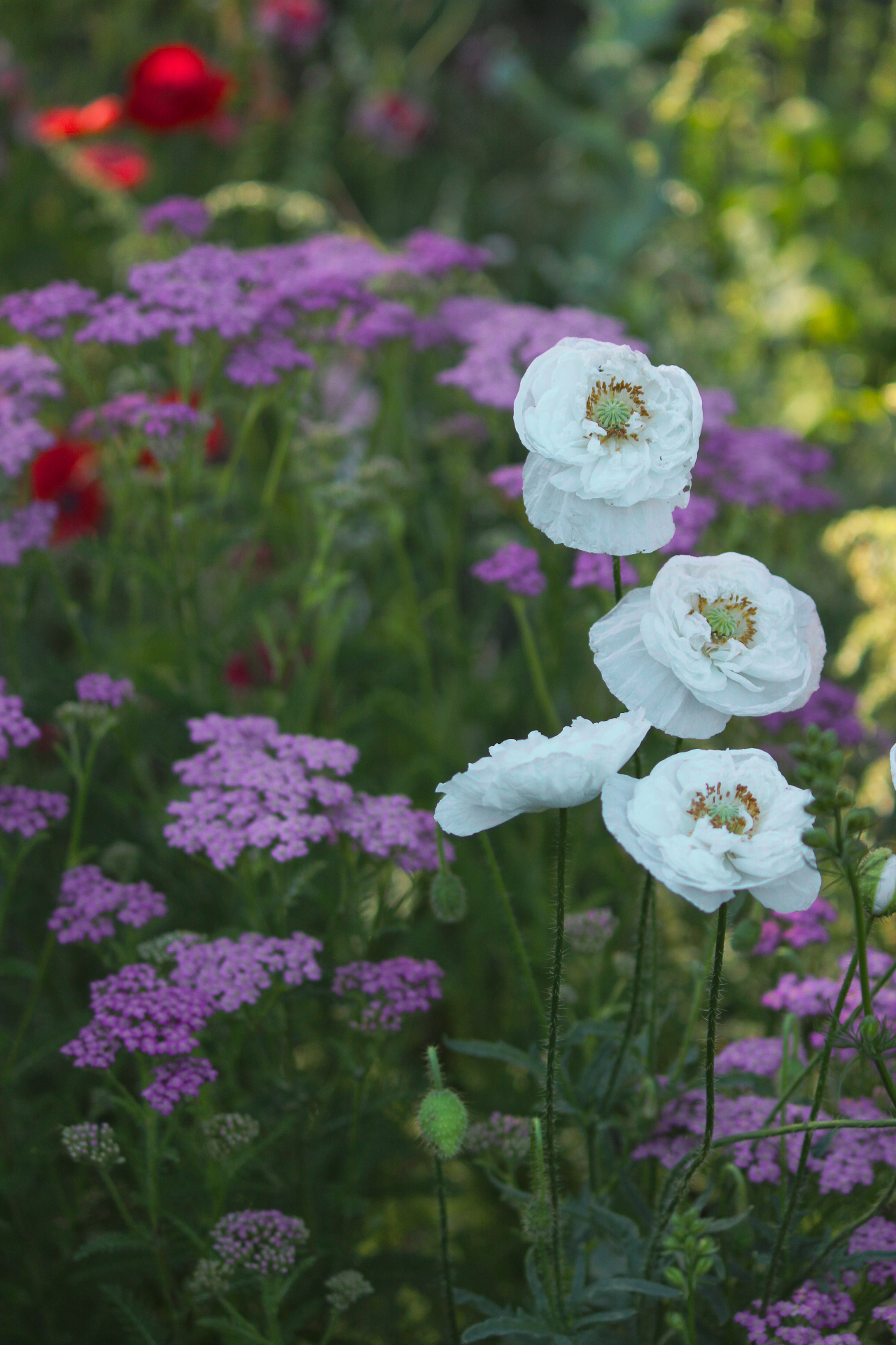 white poppies with purple flowers behind