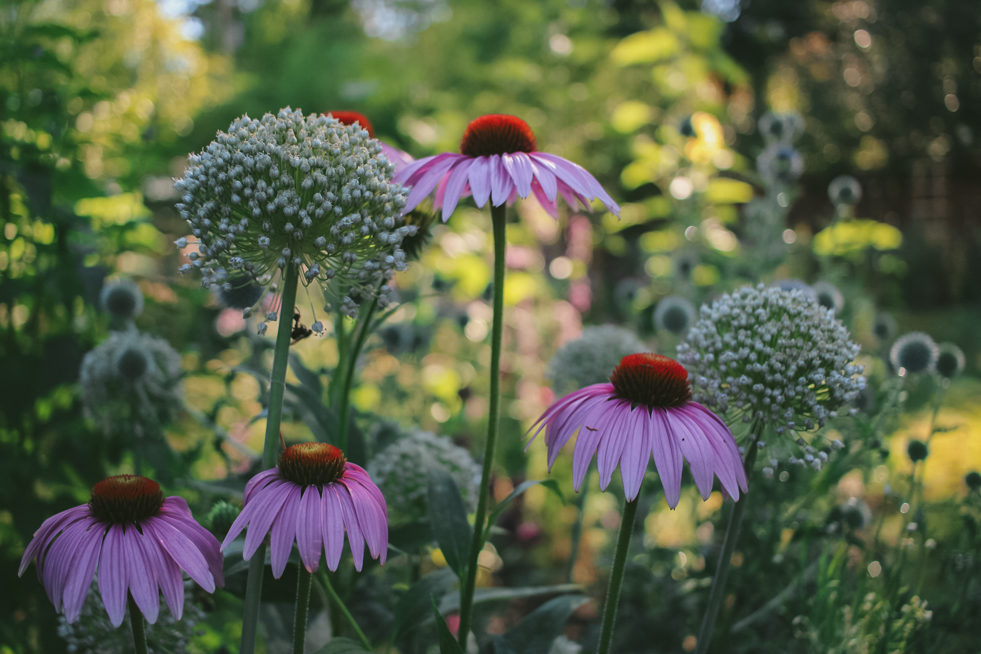 close up of flowers