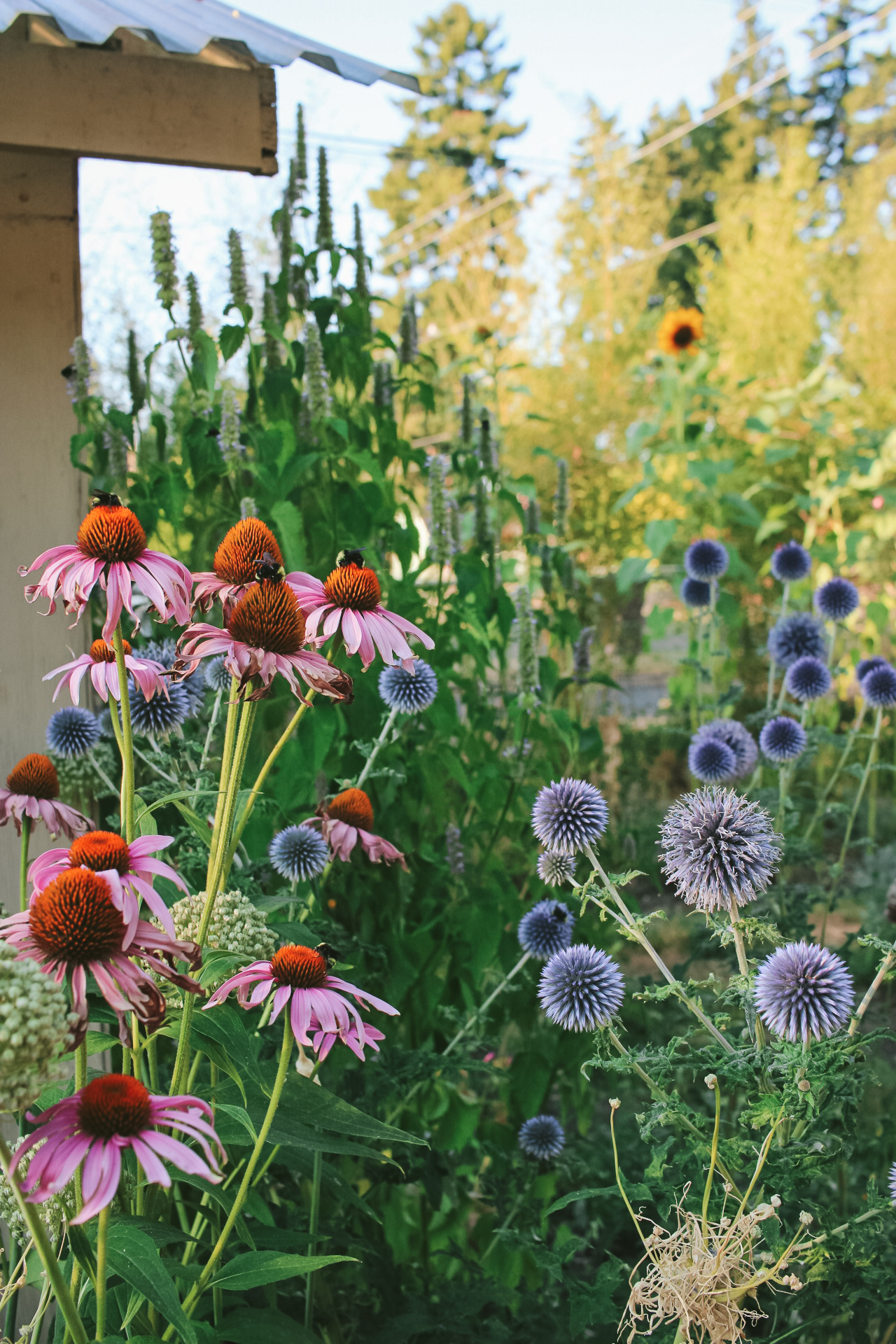 pink flowers next to blue flowers