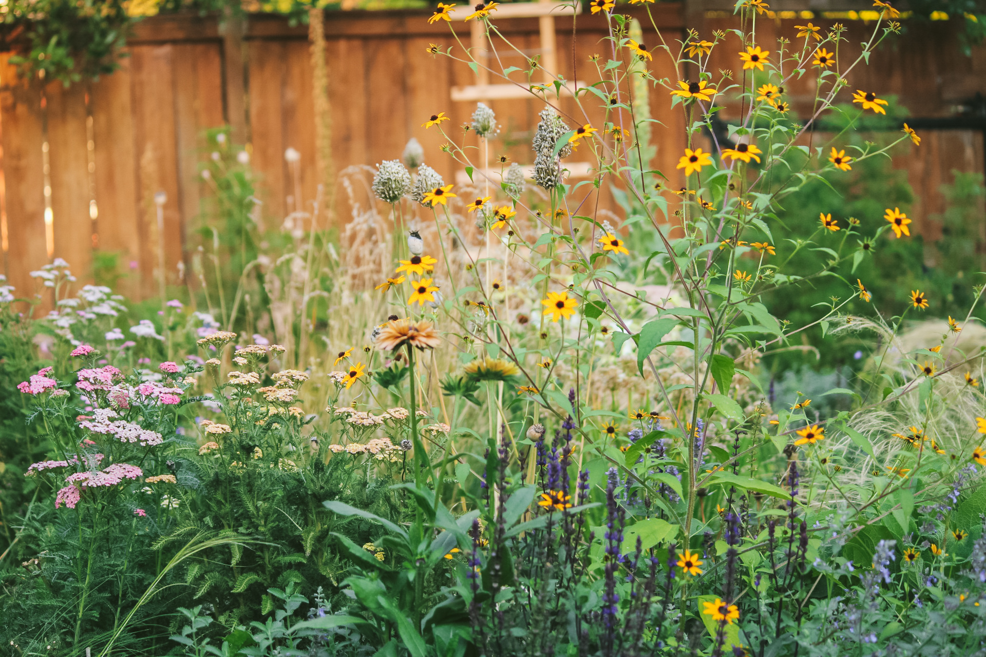 cottage garden full of flowers