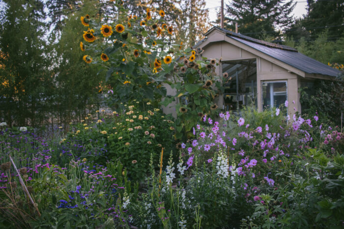 tall sunflowers in the middle of a dense garden bed