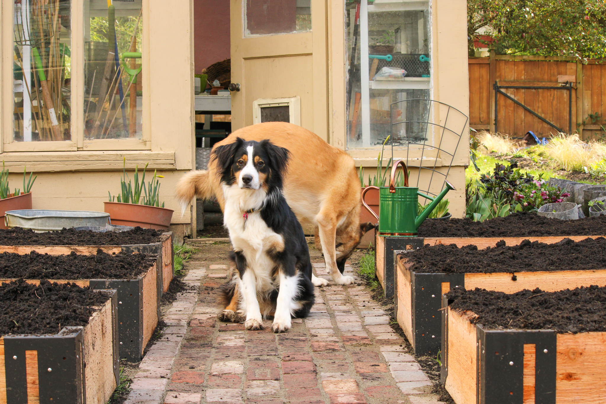 two dogs between raised garden beds