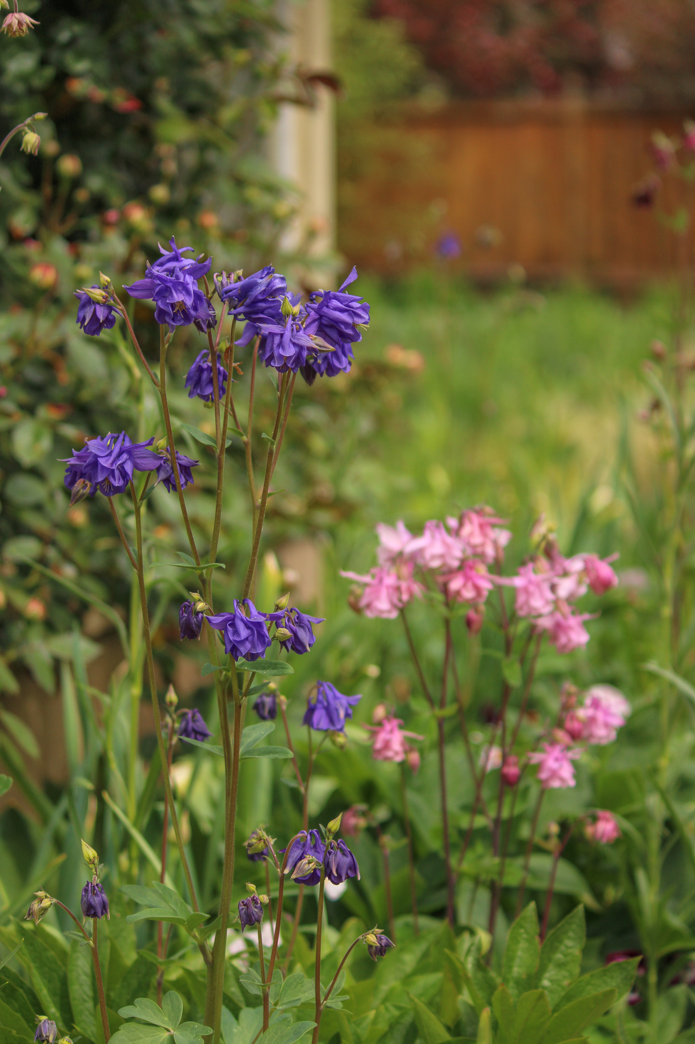 purple and pink columbines