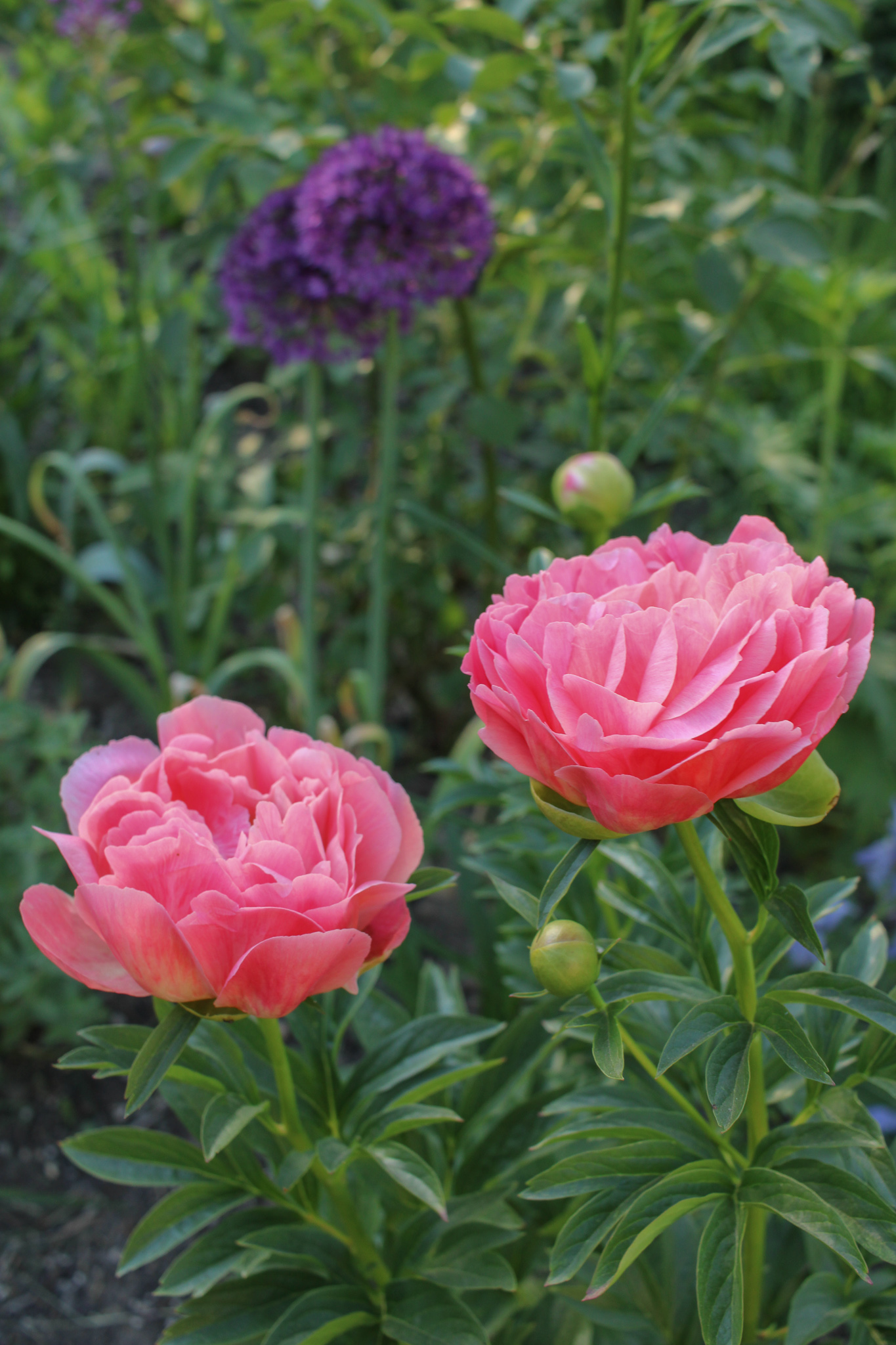 bright pink peonies