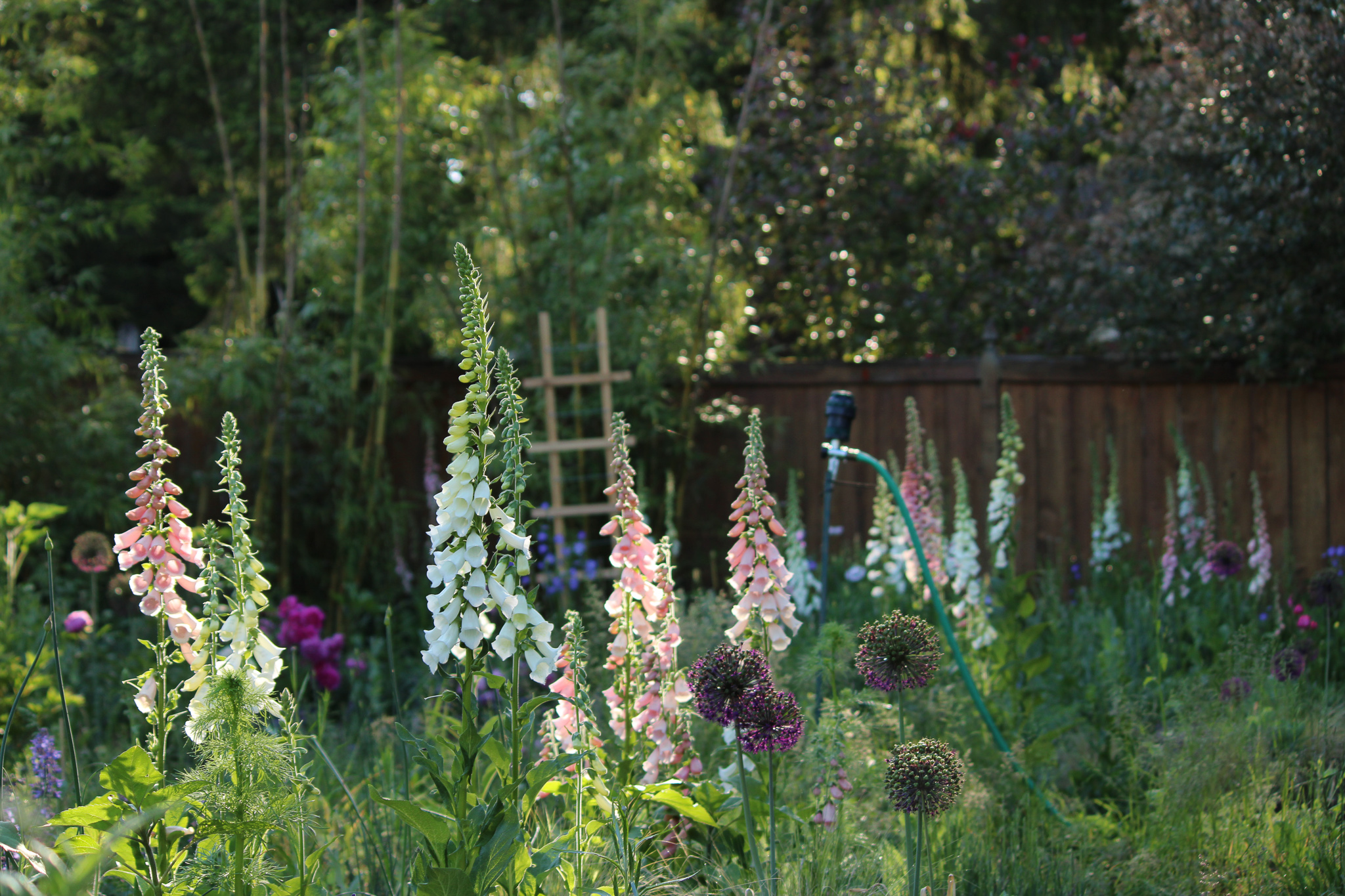 foxgloves of various colors