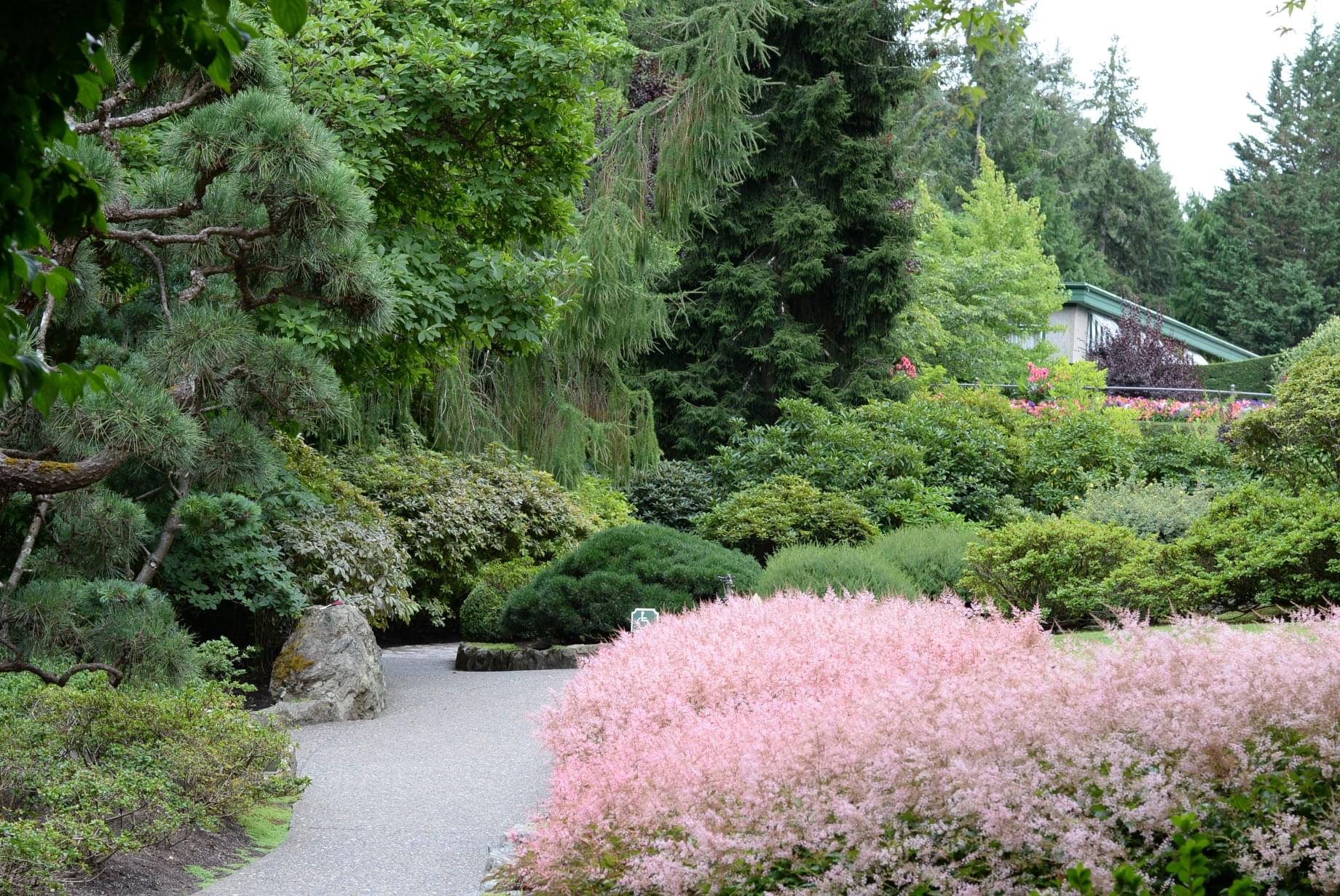 japanese garden with pink plant