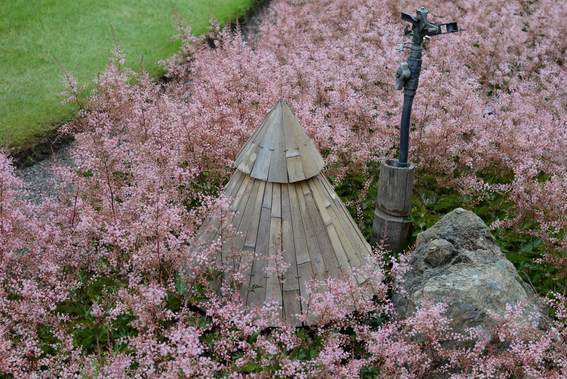 garden full of light pink flowers