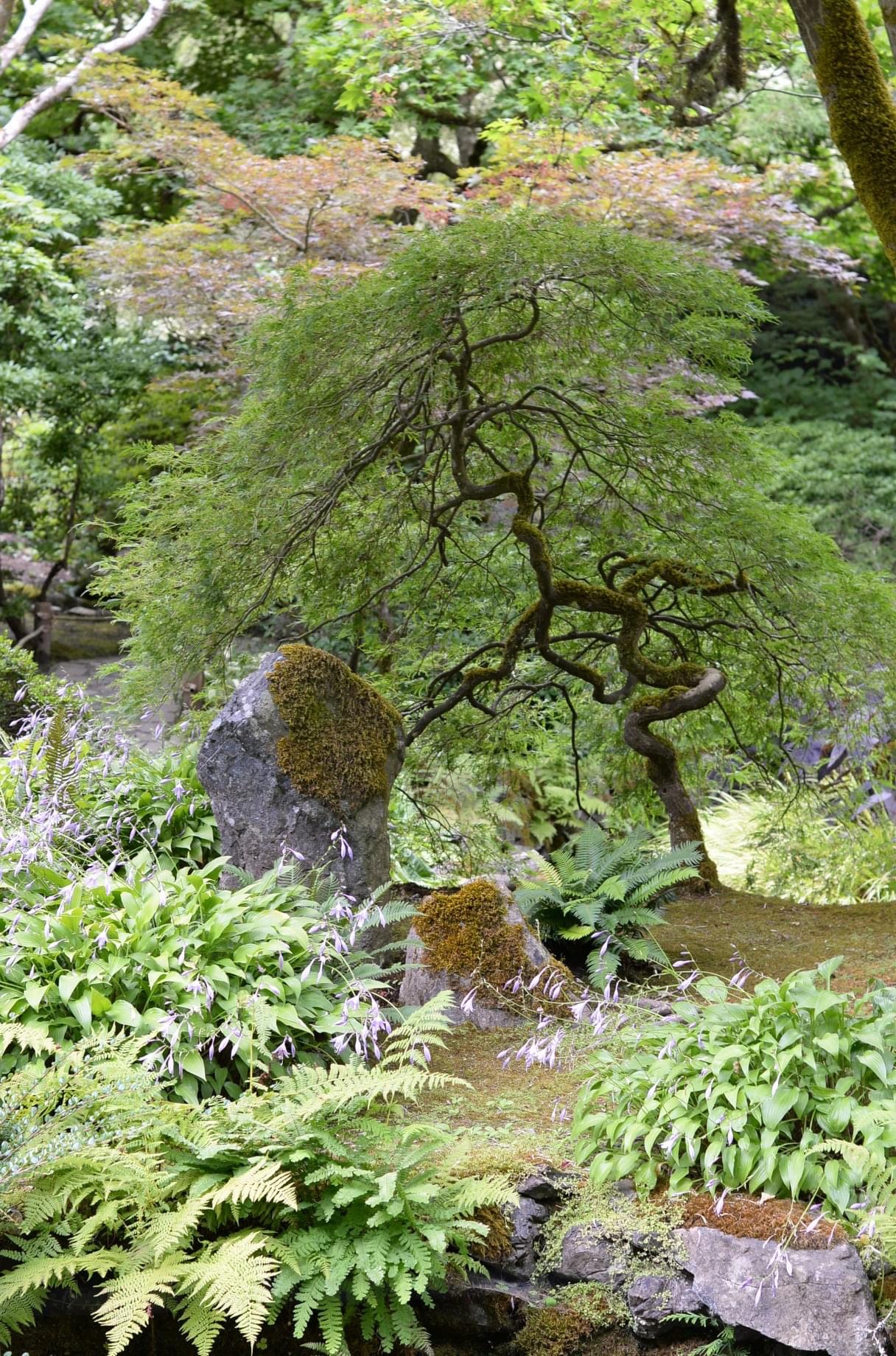 japanese maple surrounded by ferns