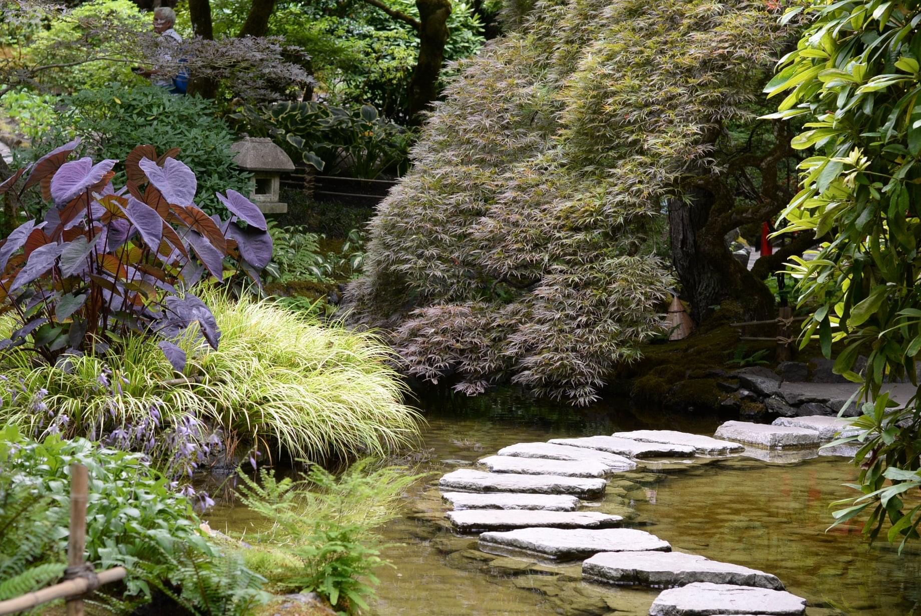 foliage plants around a garden pond