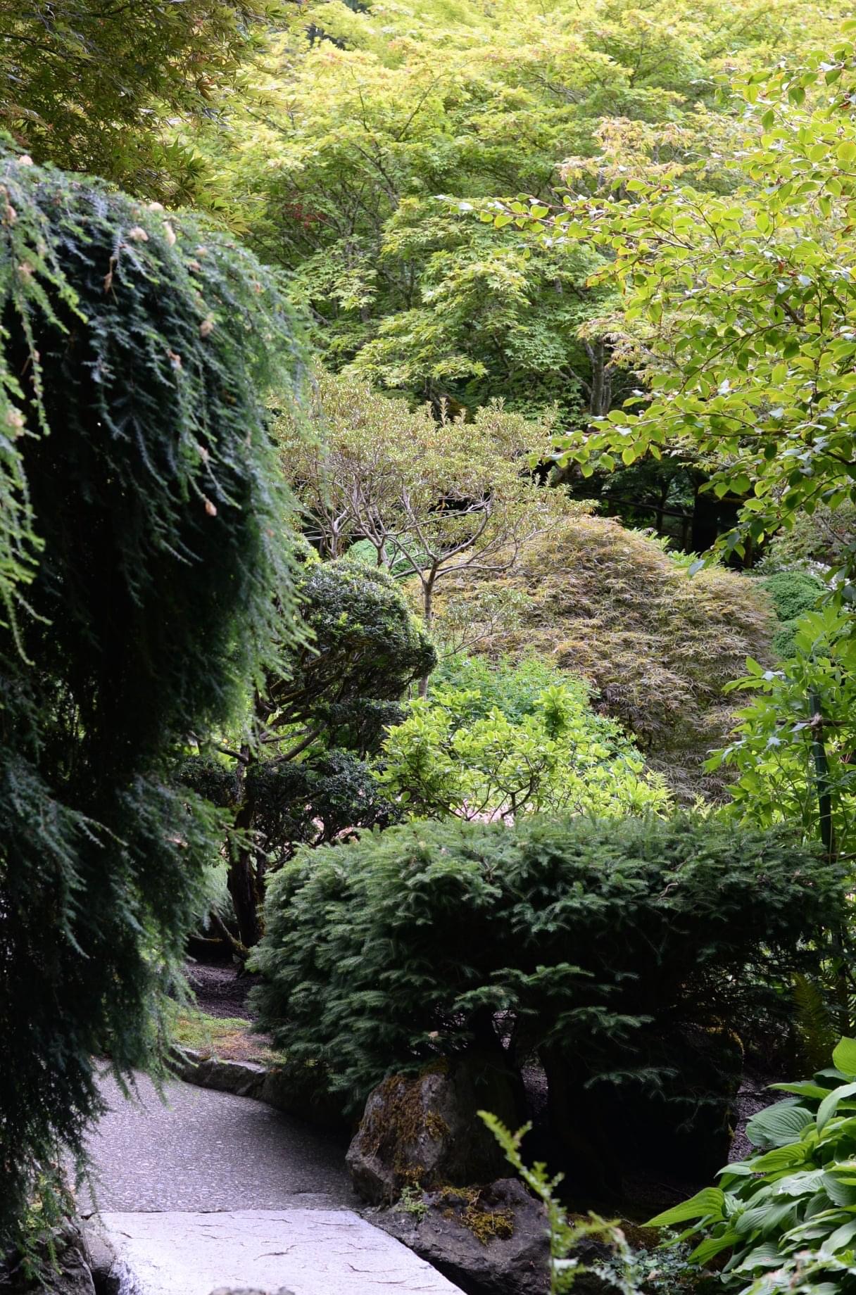 garden full of foliage in different shades of green