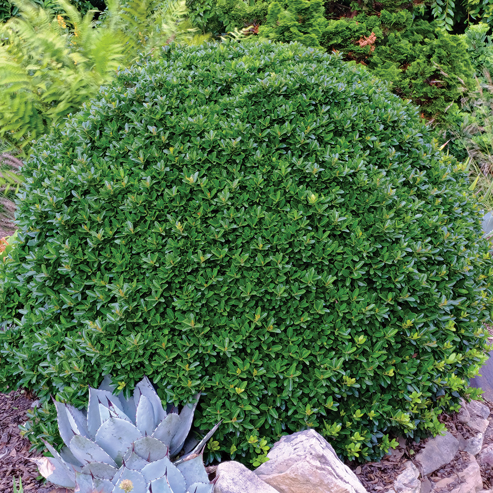 compact evergreen shrubs