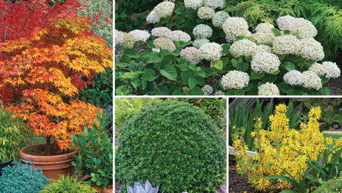 compact shrubs