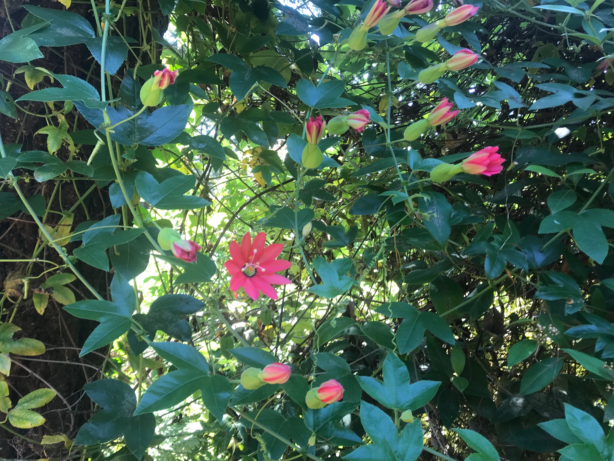 red passion vine blooming