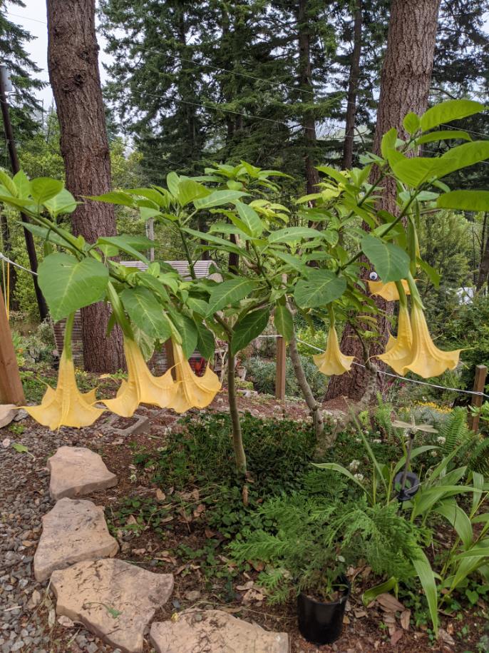 Angels trumpet haning nicely on the hillside