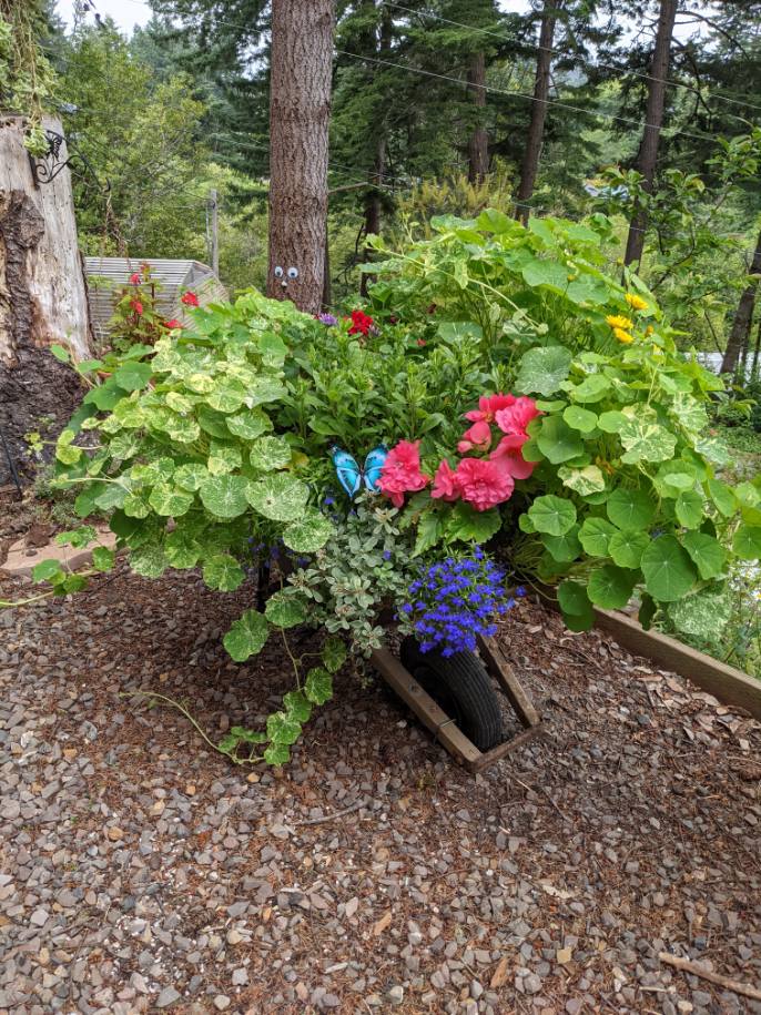 Wheelbarrow turned planter