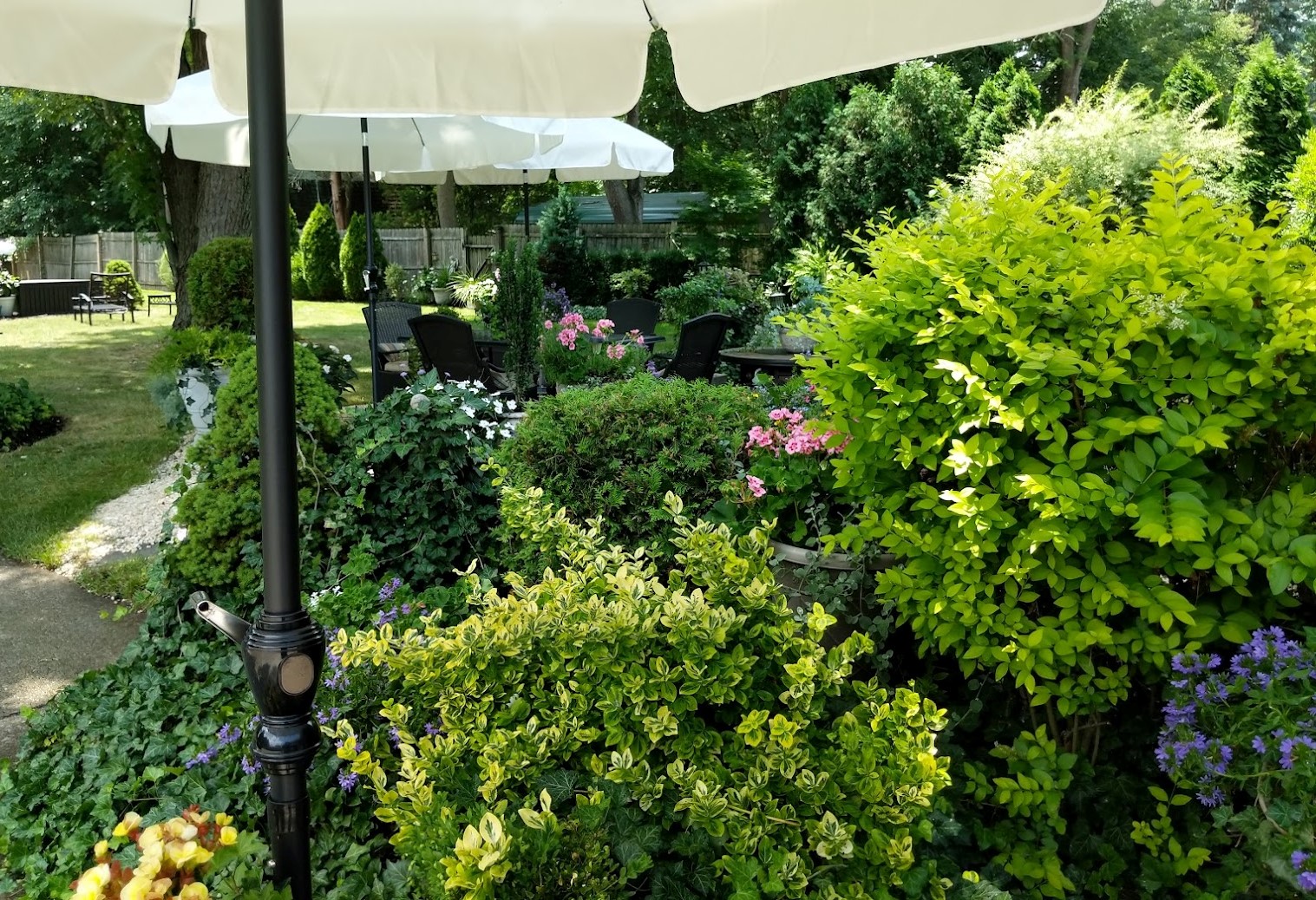 garden showing off English ivy, pink petunias and yellow begonias