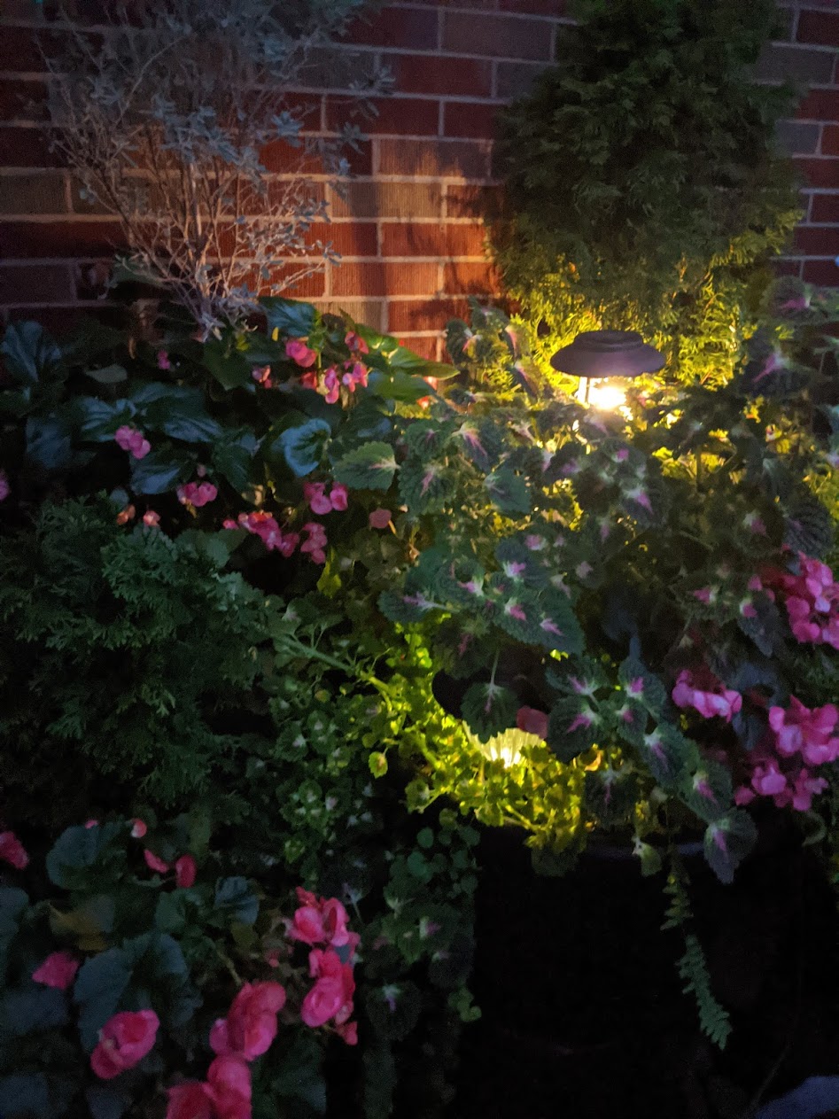 pink begonias and coleus