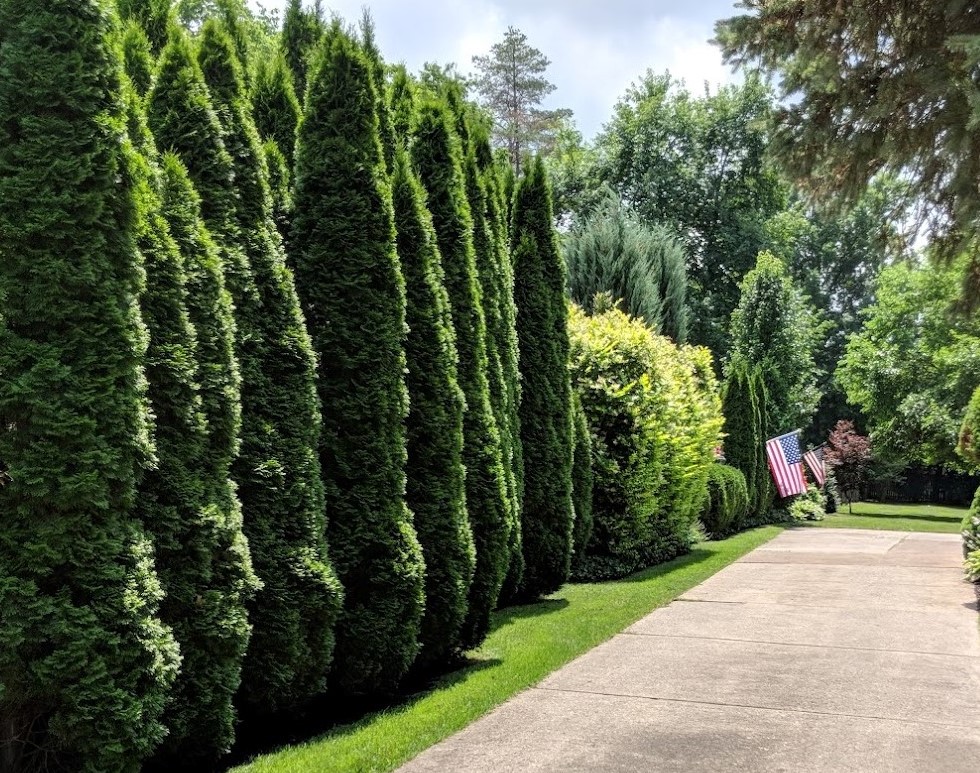 driveway lined with arborvitaes