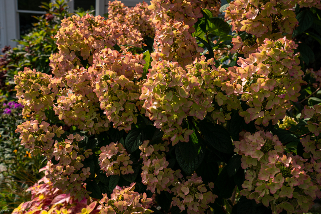 Hydrangea paniculata White Diamonds in full bloom