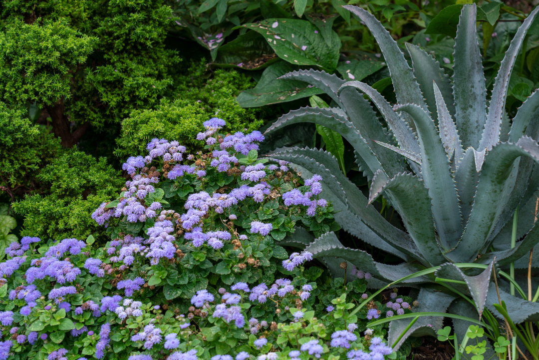 Combination of ageratum, mangave, and cryptomeria