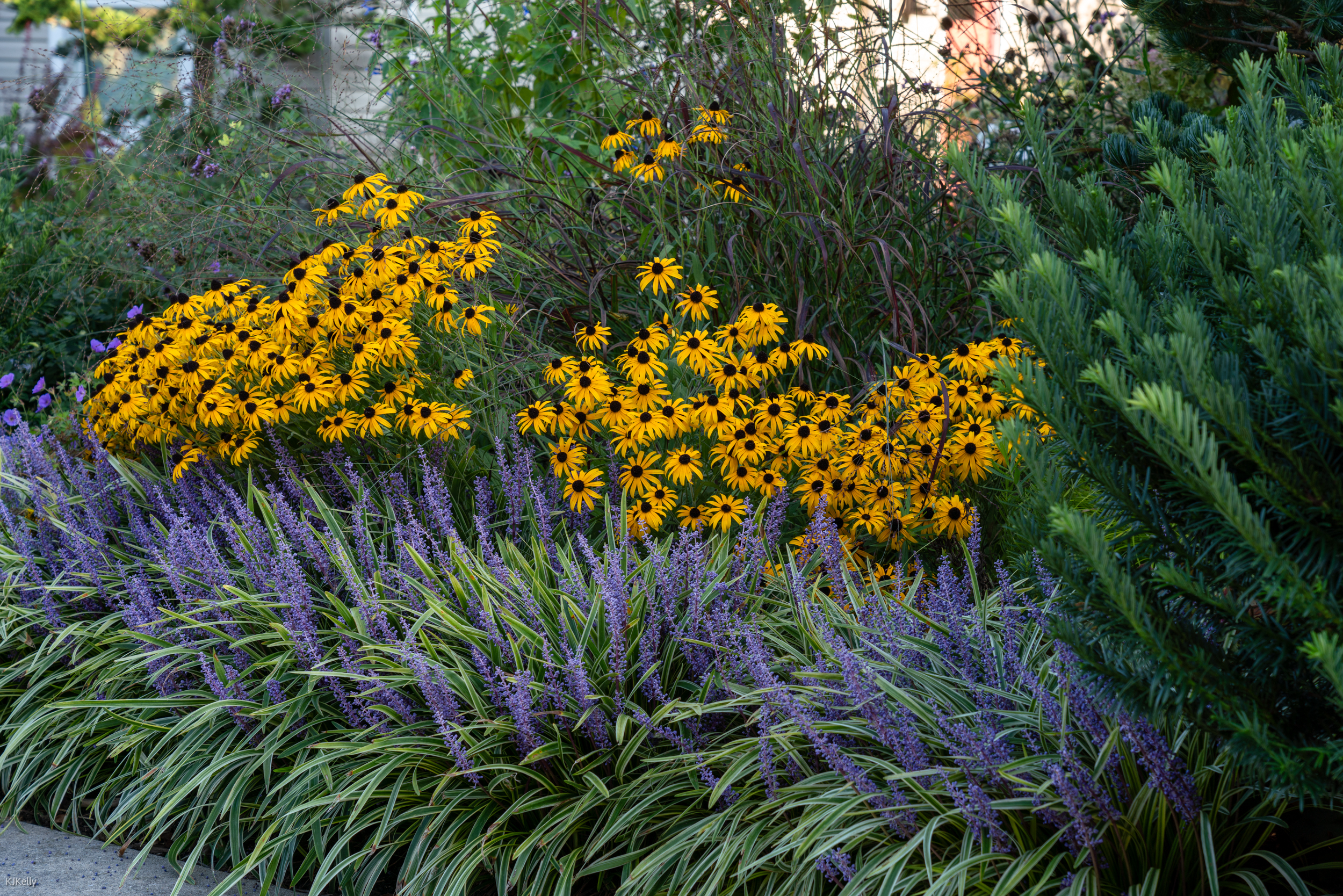 Combination of Rudbeckia 'American Gold Rush', Liriope muscari 'Variegata', and Panicum virgatum 'Ruby Ribbons’